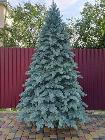 Лита ялинка Ковалівська 2.50 м. блакитна Ковал.Г-250 фото